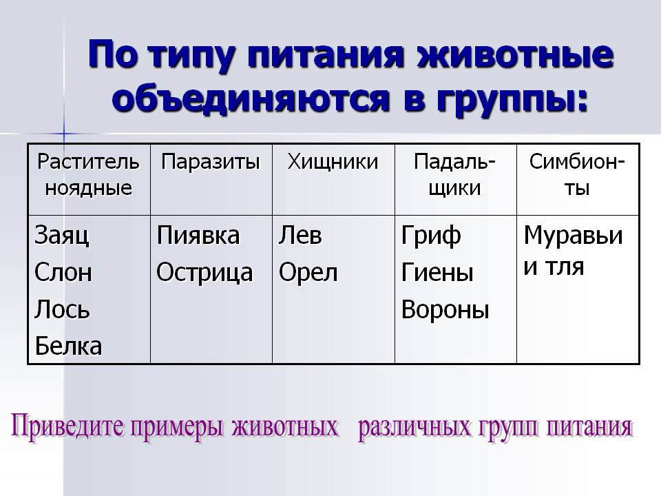 По типу питания животные объединяются в группы: