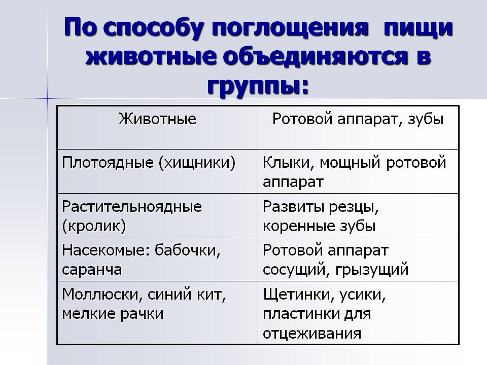 По способу поглощения пищи животные объединяются в группы: