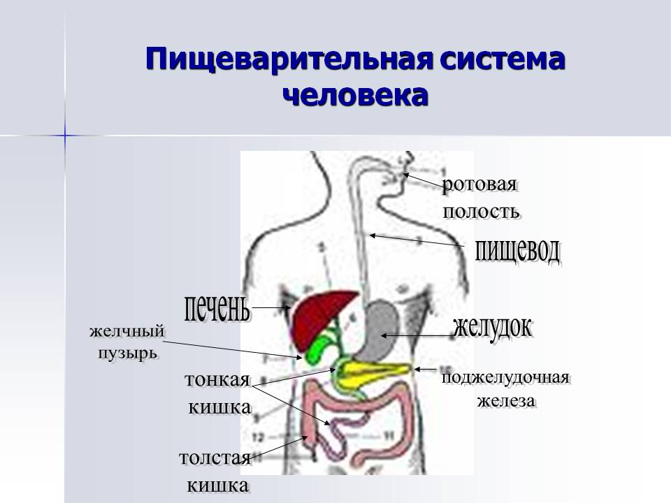 Пищеварительная система человека