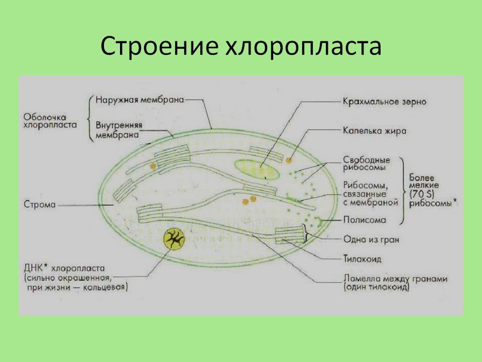 Строение хлоропласта