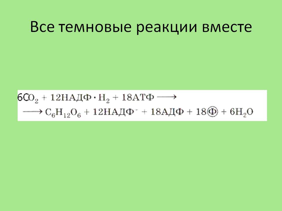 Темновые реакции