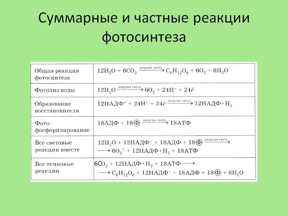 Частные реакции фотосинтеза