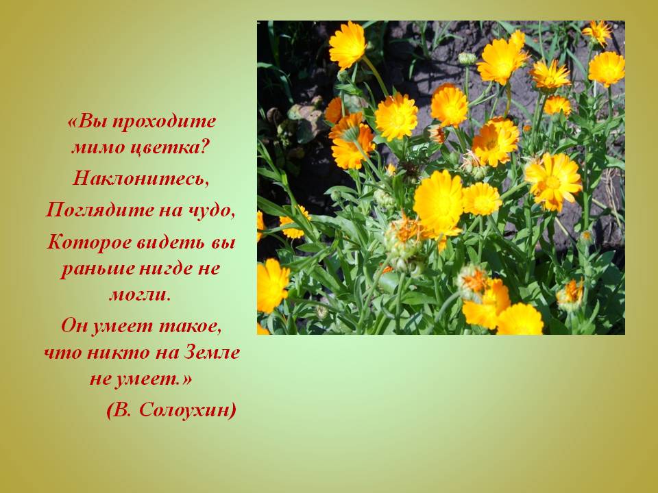 Вы проходите мимо цветка