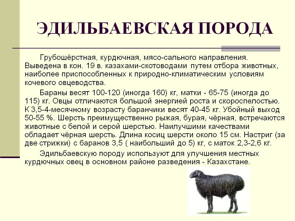 Эдильбаевская порода