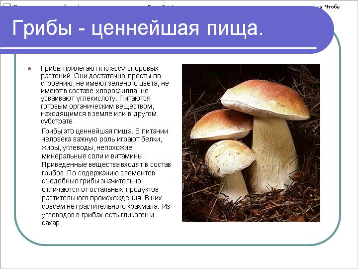 Грибы - ценнейшая пища