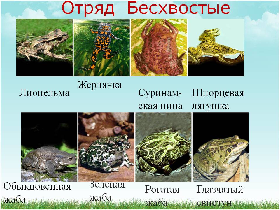 Отряд Бесхвостые