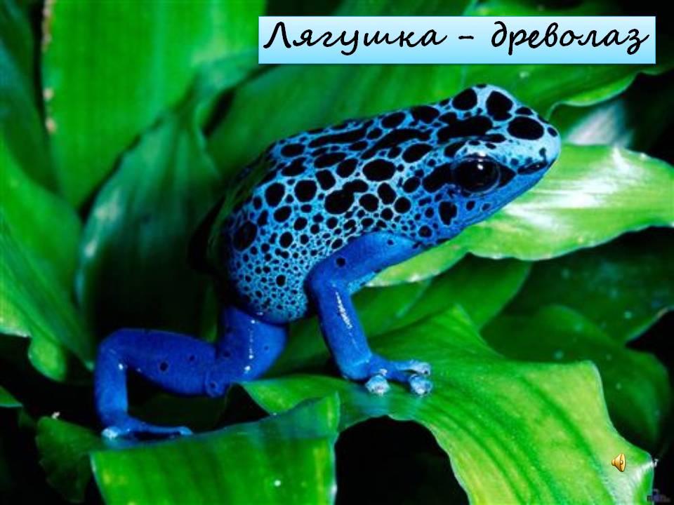 Лягушка - древолаз