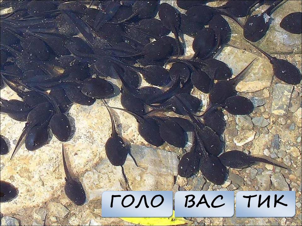 Голо