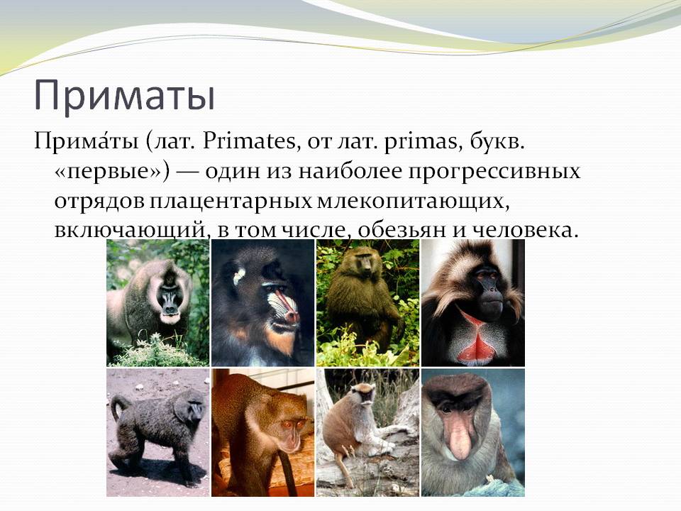 Один из наиболее прогрессивных отрядов