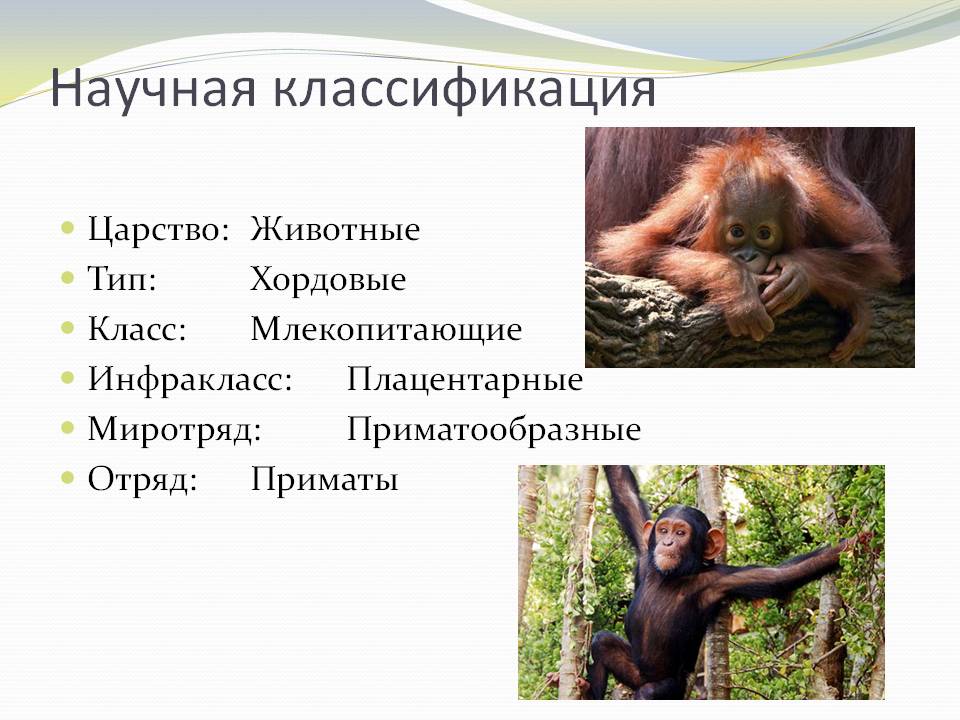 Научная классификация