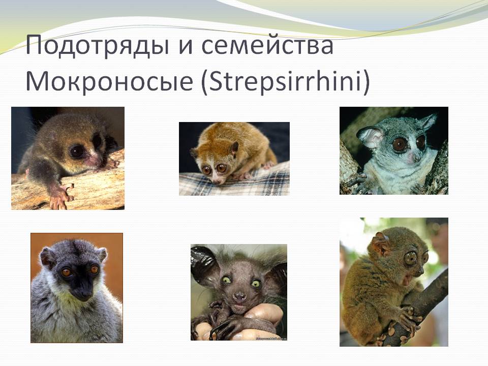 Подотряды и семейства Мокроносые (Strepsirrhini)