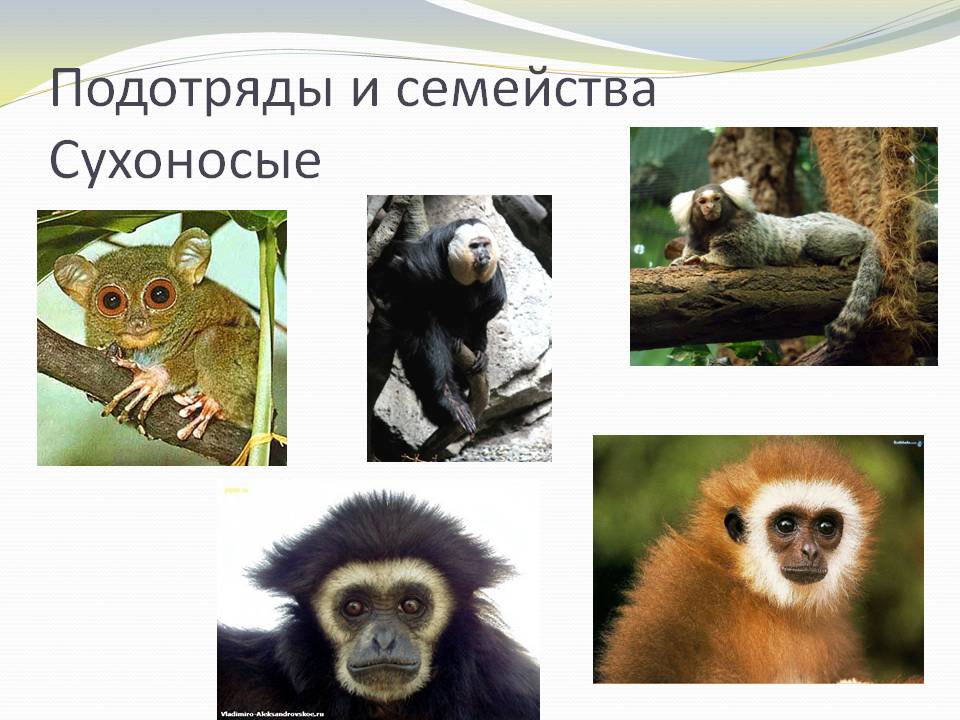 Подотряды и семейства Сухоносые