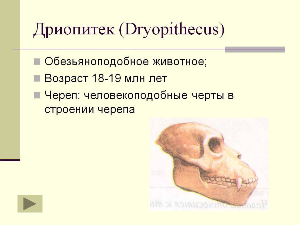 Дриопитек
