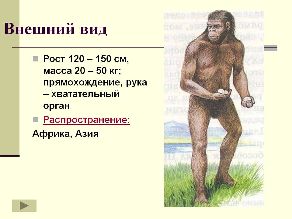Прямохождение
