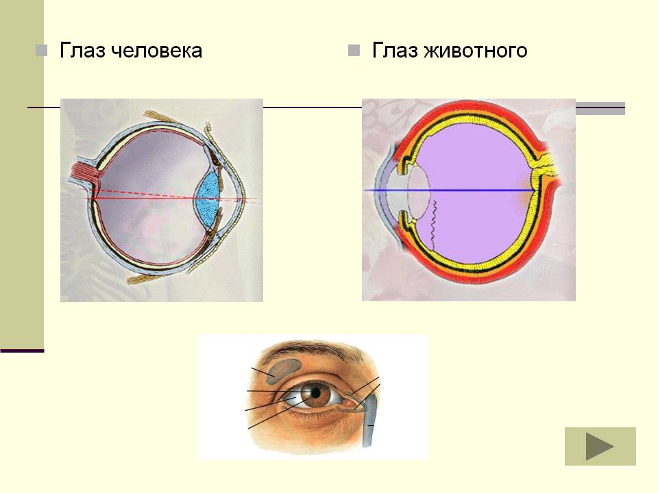 Глаз животного
