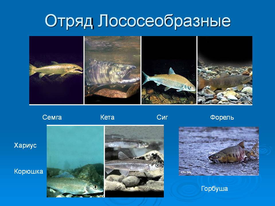 Отряд Лососеобразные