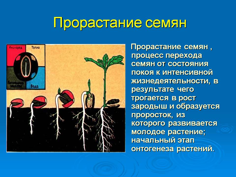 Прорастание семян