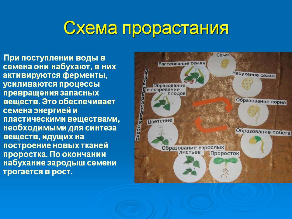 Схема прорастания