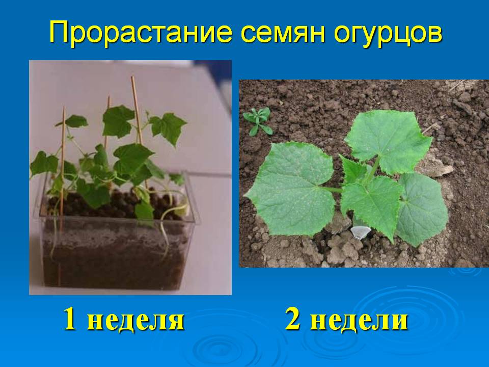 1 неделя