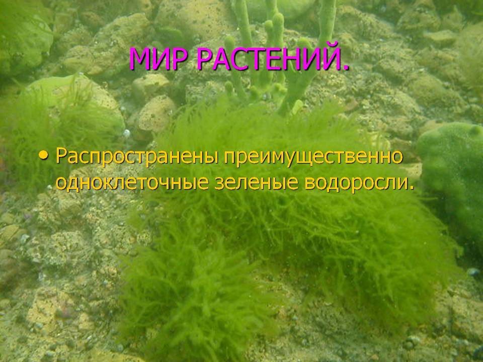 Мир растений