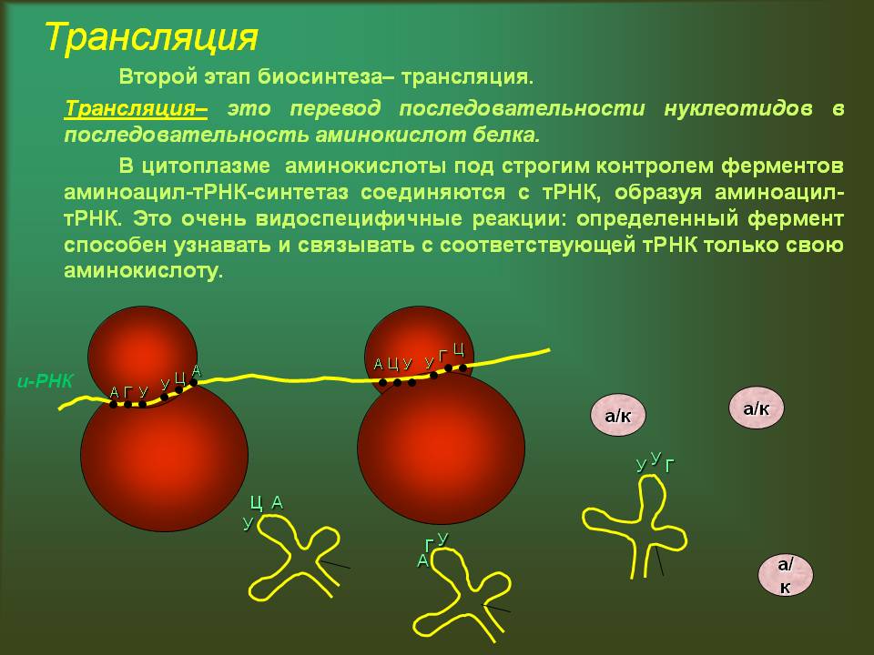 Трансляция