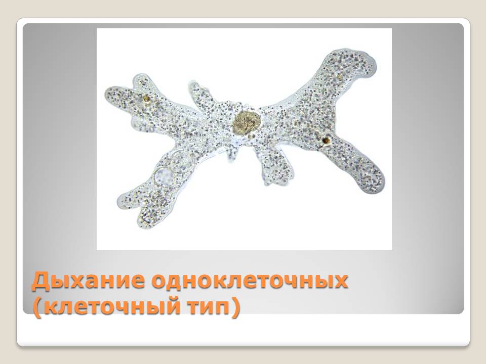 Дыхание одноклеточных (клеточный тип)