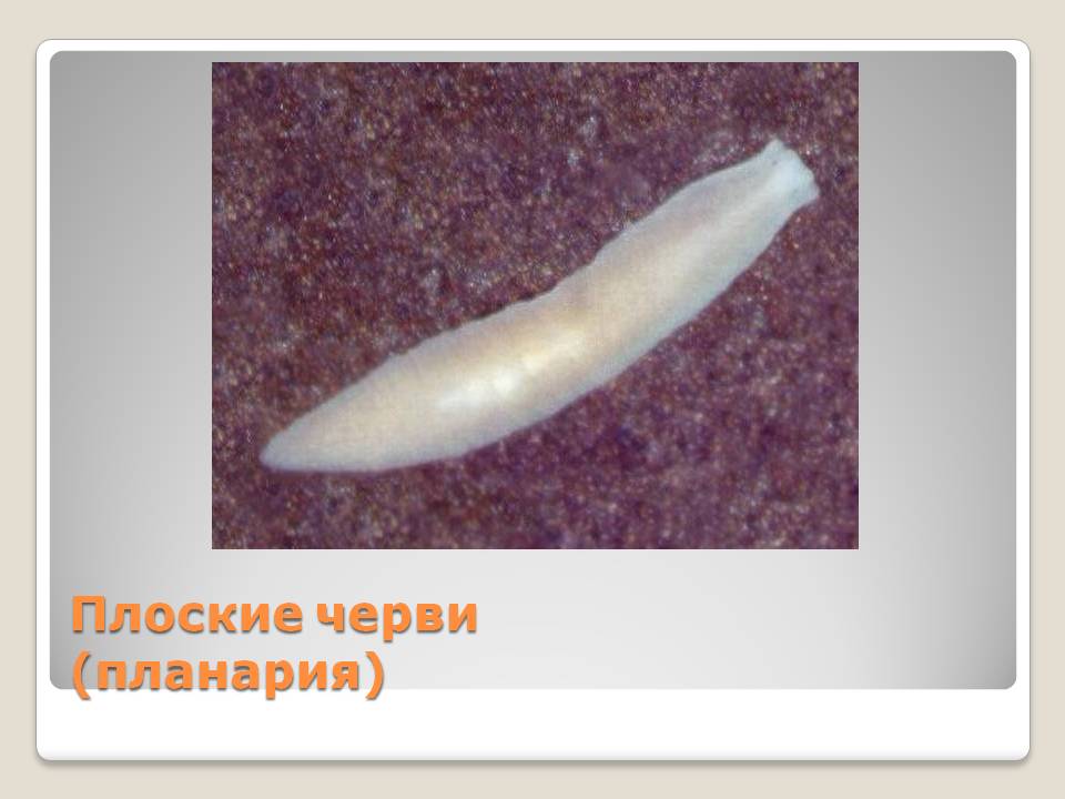 Плоские черви (планария)