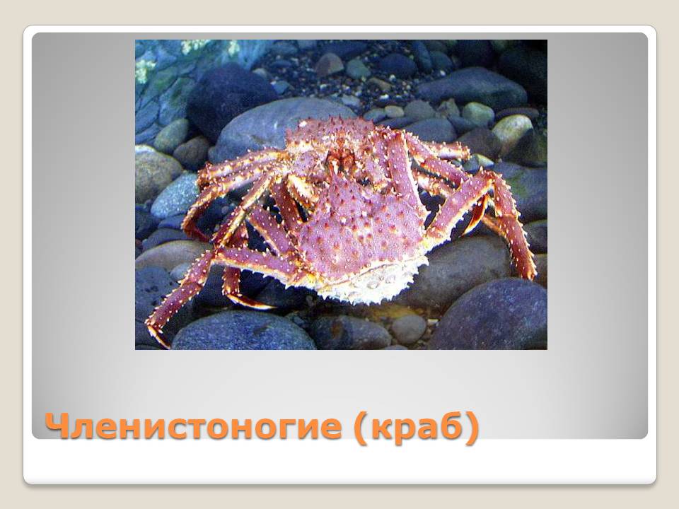 Членистоногие (краб)