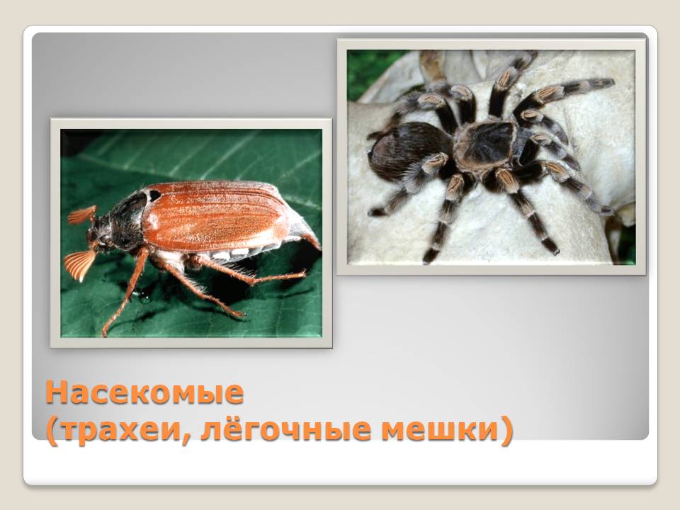 Насекомые (трахеи, лёгочные мешки)