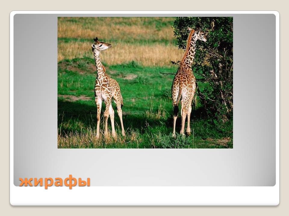 Жирафы