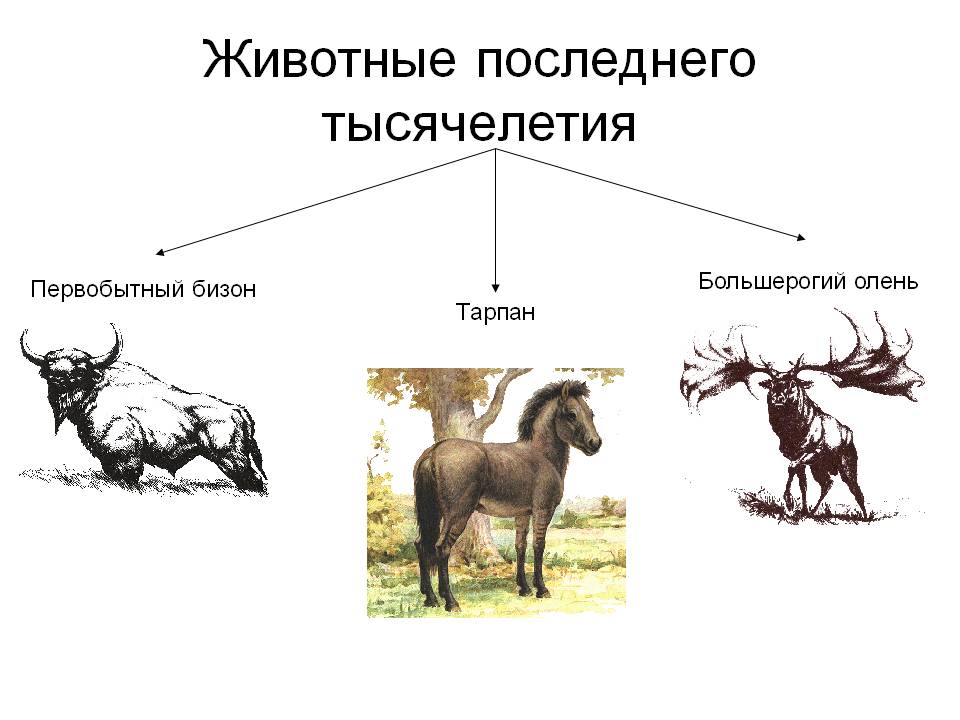 Животные последнего тысячелетия
