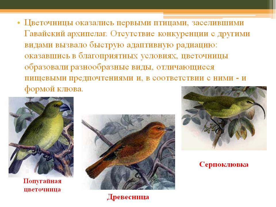Цветочницы оказались первыми птицами, заселившими Гавайский архипелаг
