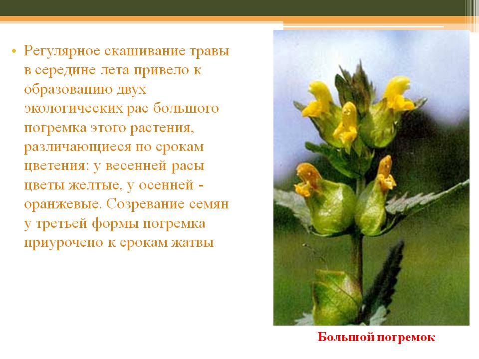 Регулярное скашивание травы в середине лета привело к образованию двух