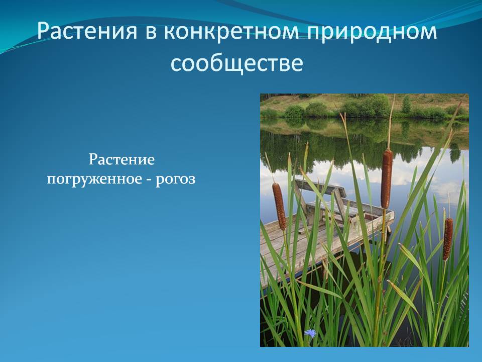 Растения в конкретном природном сообществе