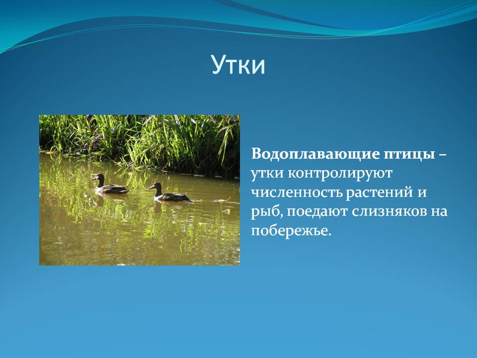 Утки