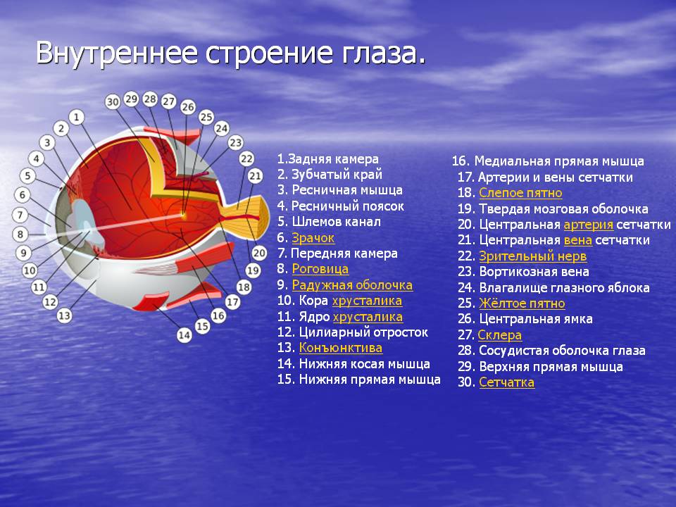 Внутреннее строение глаза