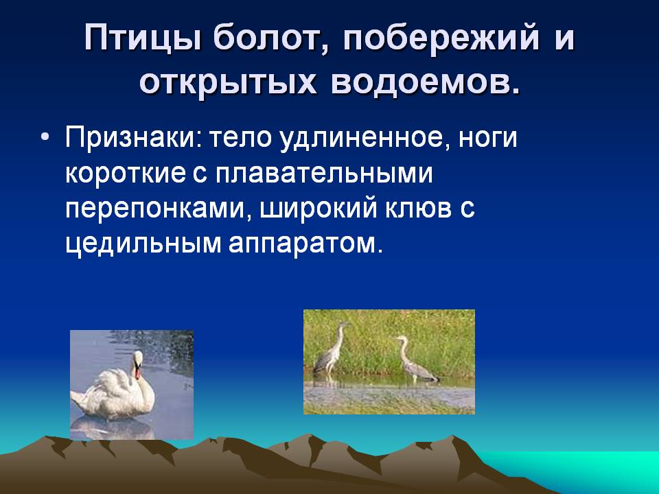 Птицы болот, побережий и открытых водоемов