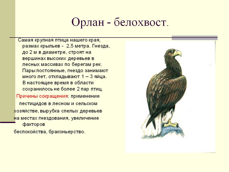 Орлан - белохвост