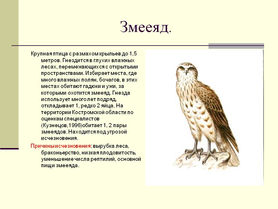 Змееяд