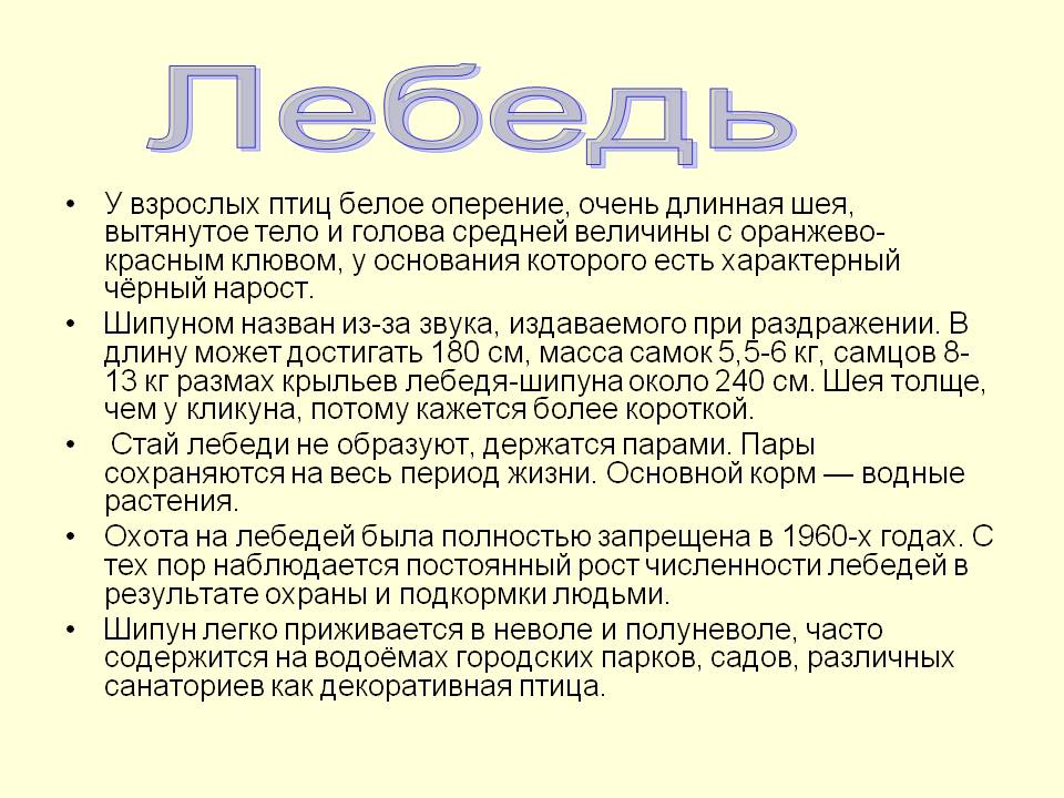 У взрослых птиц белое оперение