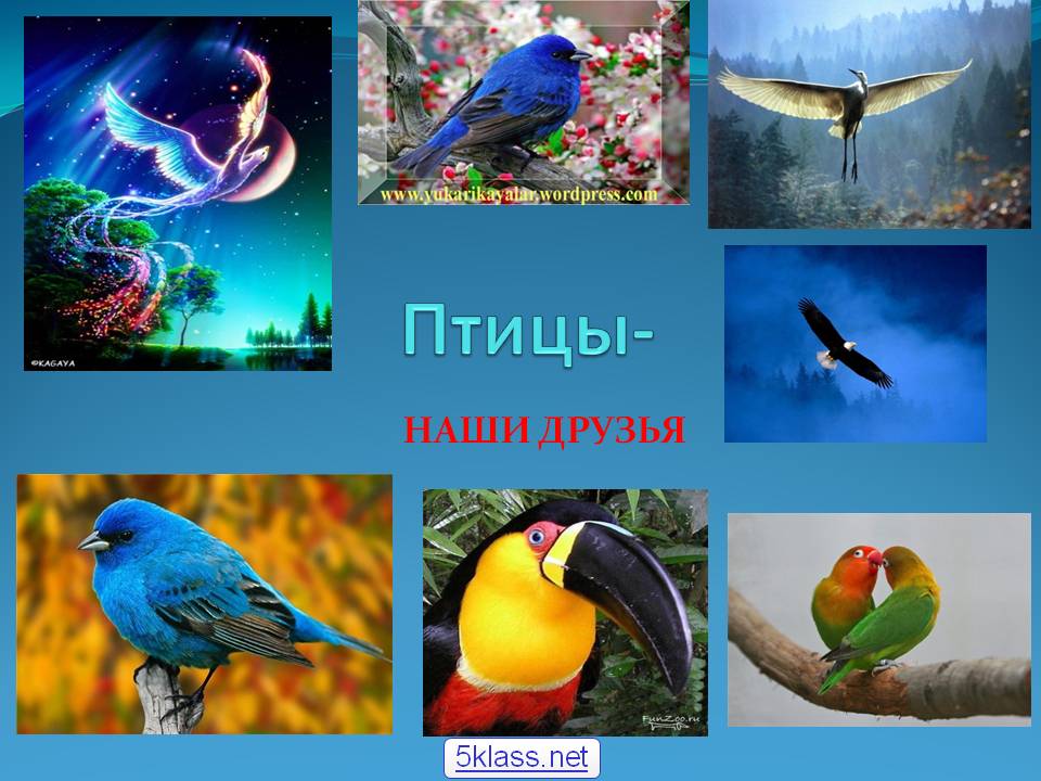 Птицы-
