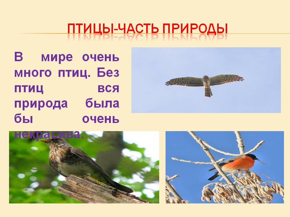 Птицы-часть природы