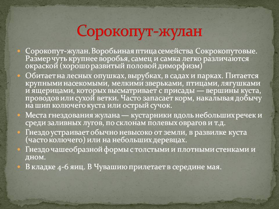 Сорокопут-жулан