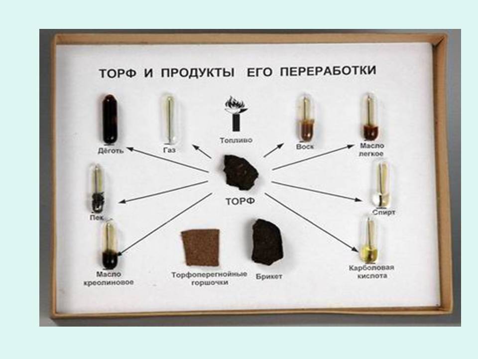 Растение мох