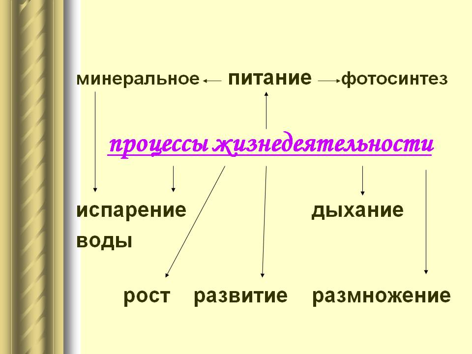 Минеральное питание фотосинтез процессы жизнедеятельности испарение