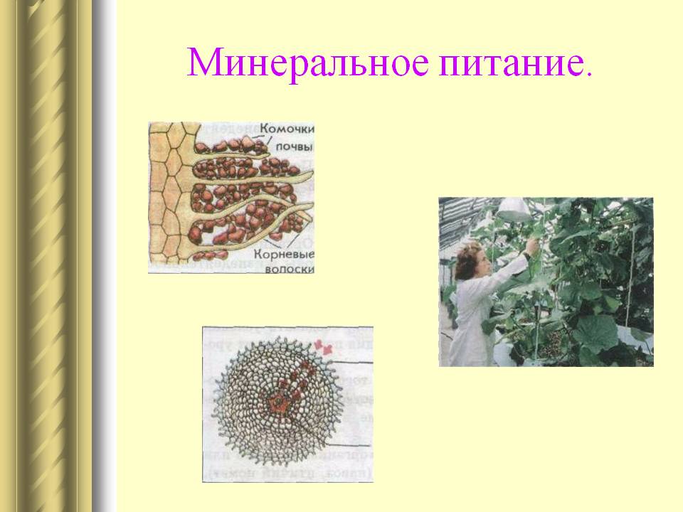 Минеральное питание
