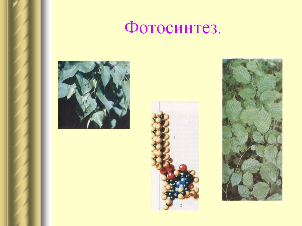 Фотосинтез