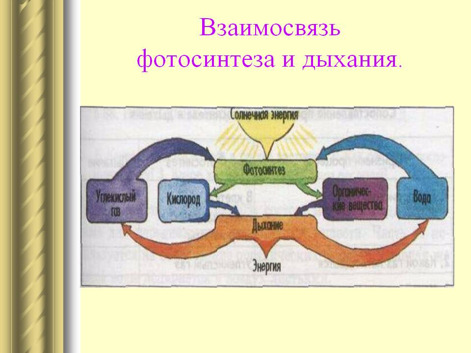 Взаимосвязь фотосинтеза и дыхания