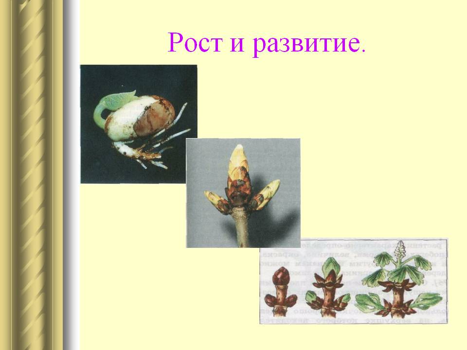 Рост и развитие