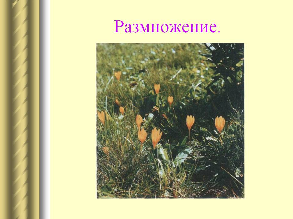 Размножение